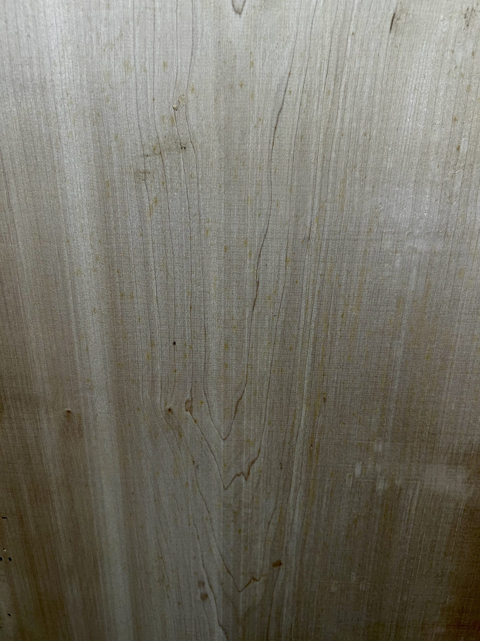 Maple - Image 7