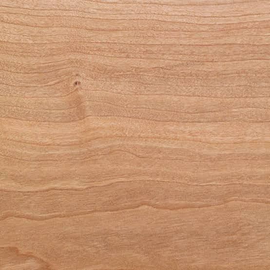 European Beech