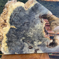 Buckeye (Burl) - Image 3